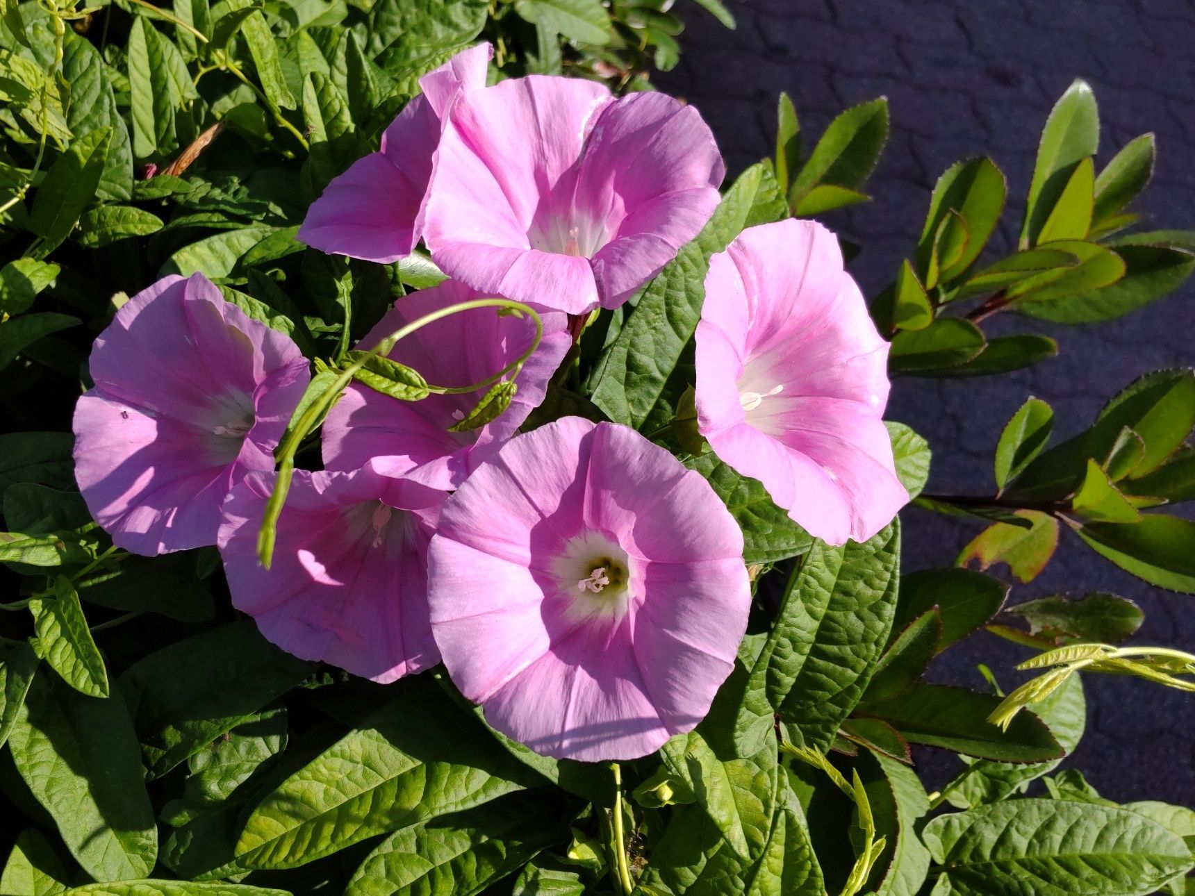 道端の可愛い顔した超ヤバい雑草！初夏の訪れを感じる「昼顔」は油断大敵？花言葉もヤバい！