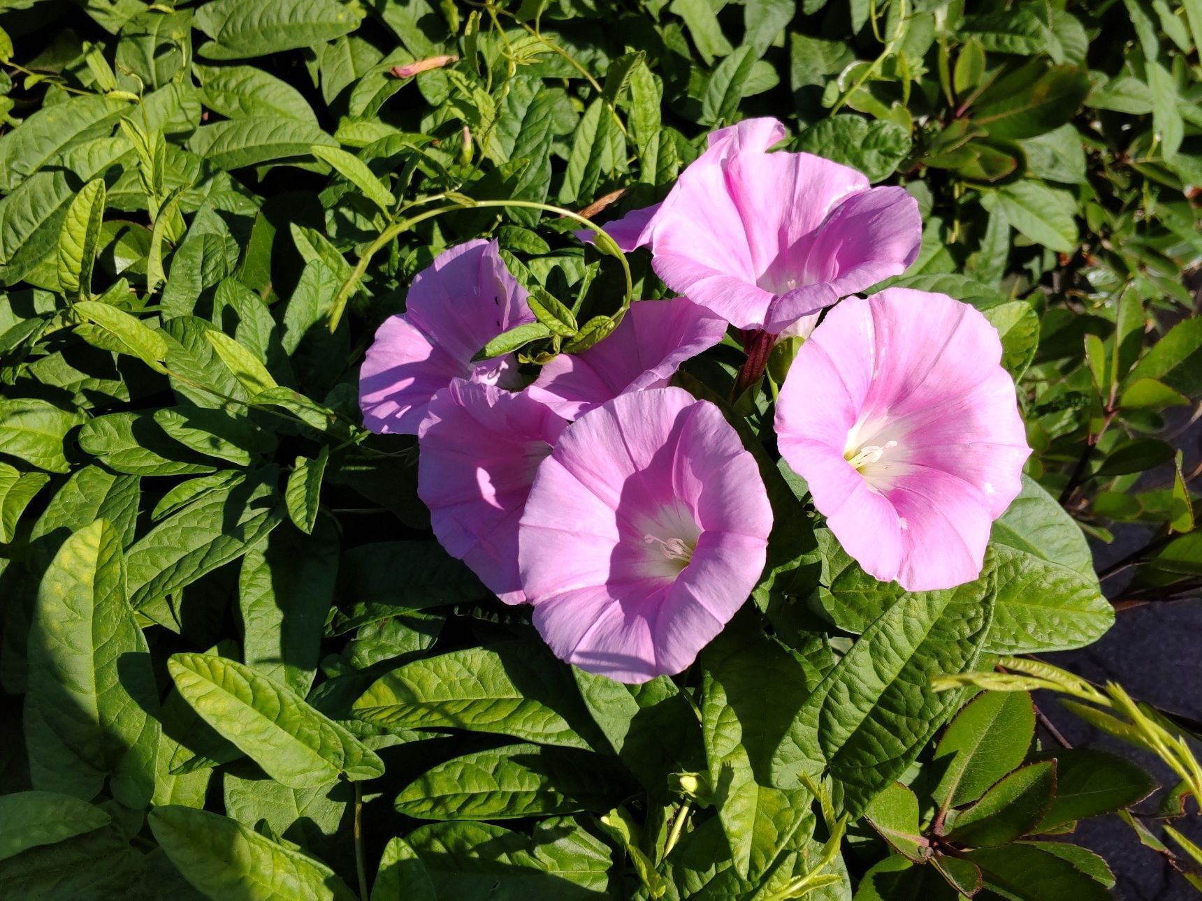 この植物は「ヒルガオ（昼顔）」です