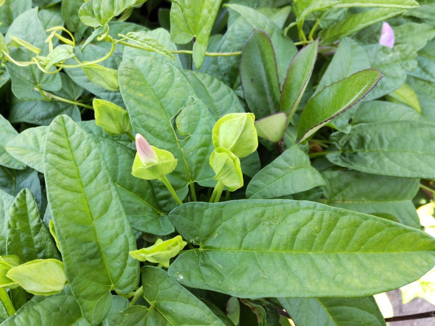 こちらはヒルガオの「蕾」です