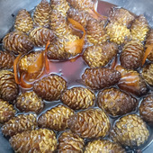 松ぼっくりシロップおさらい！！