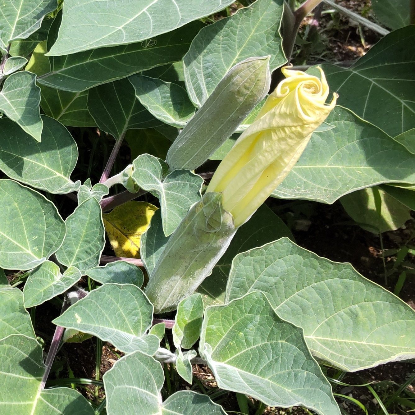 蕾から、開花していく様子です。