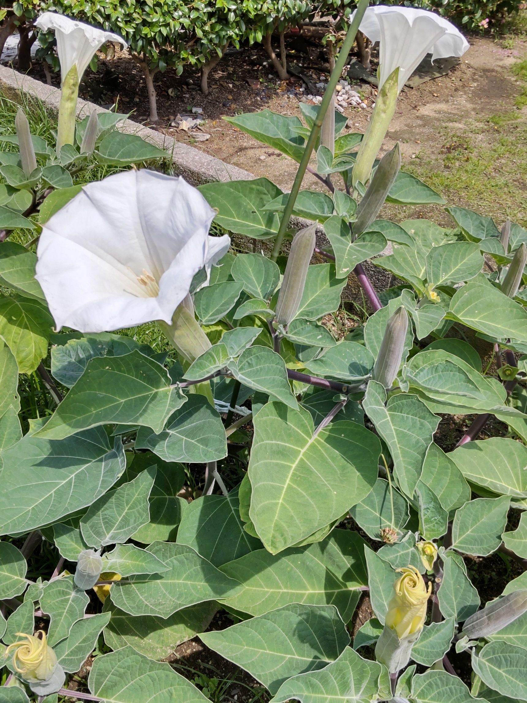 こちらに自生する植物は、朝顔似の綺麗な大きな白いお花を開花させています！