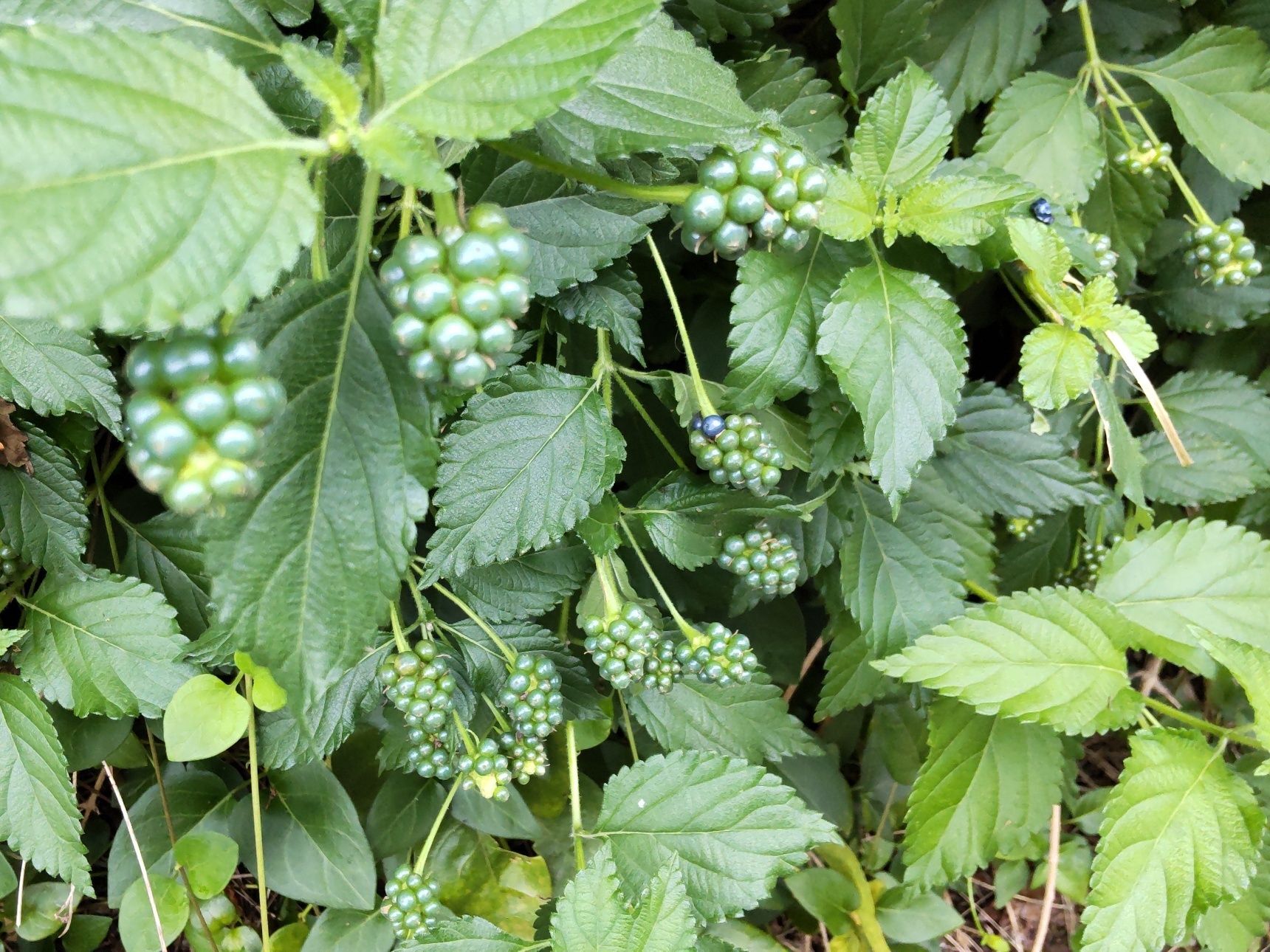 毒のある「ランタナの実」がたわわに実る中で開花していましたよ！