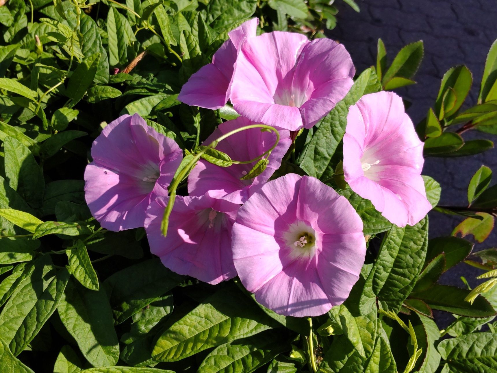 同じ位の時期に、見頃をむかえた「ピンク色」の可愛いお花！