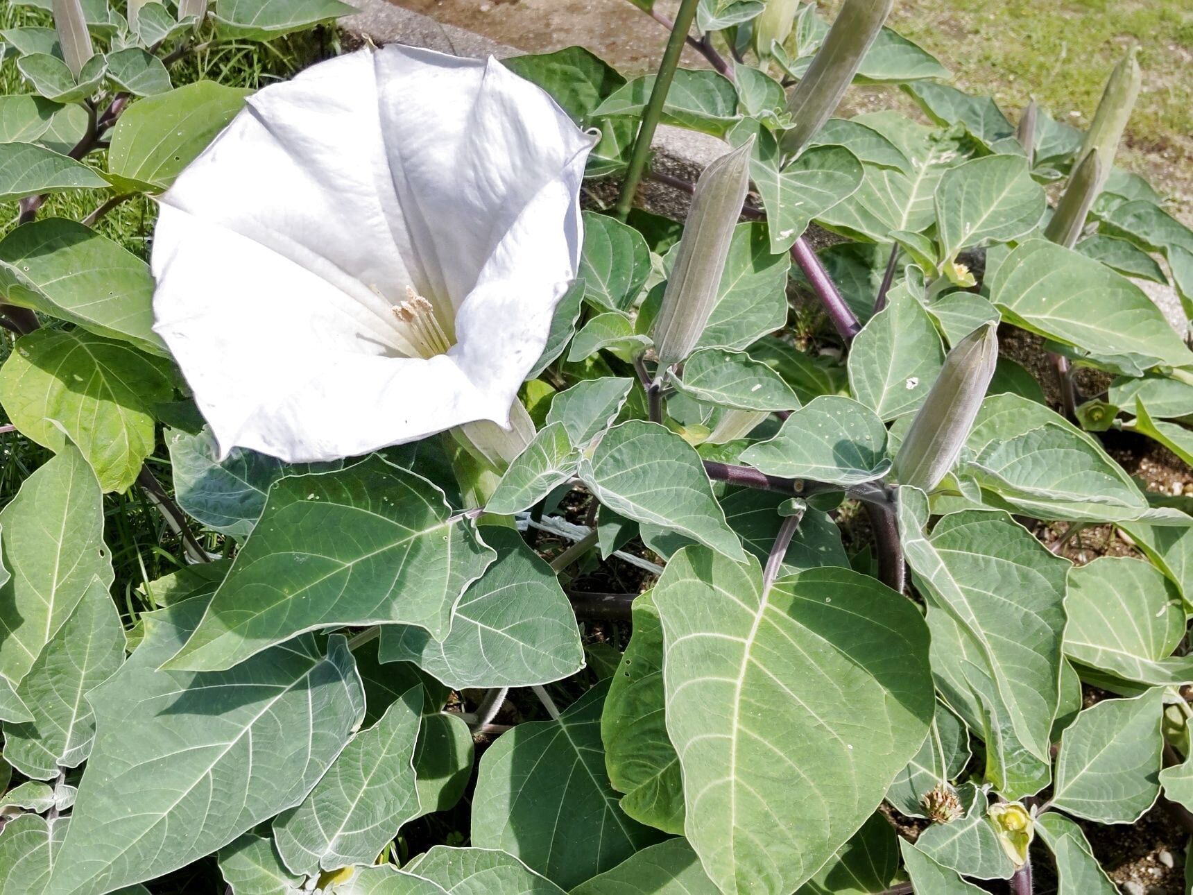 「地獄への落とし穴」とも呼ばれる恐ろしい花ー！街でみかけた身近な朝顔似のお花、どっちが猛毒植物？