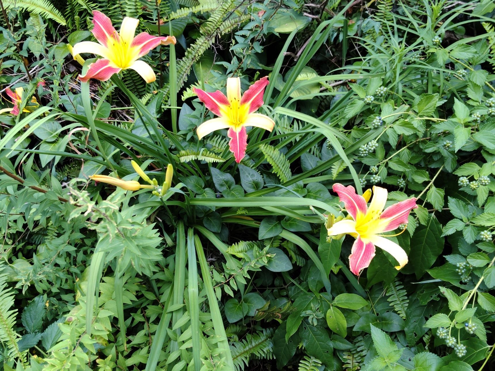 この植物は「ヘメロカリス」です。和名「忘れ草」。別名「デイリリー」。