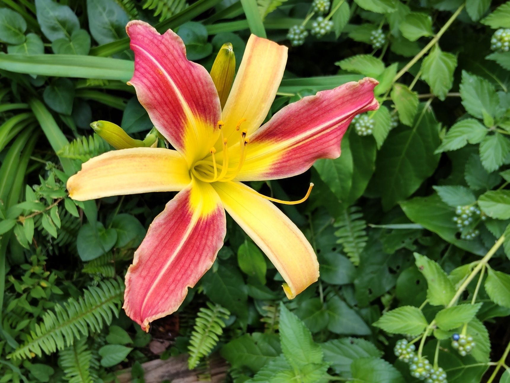 有毒な果実がたわわに実る中、開花する艶やかな美しい花、注意も必要な花なの？花言葉は「一夜の恋」！