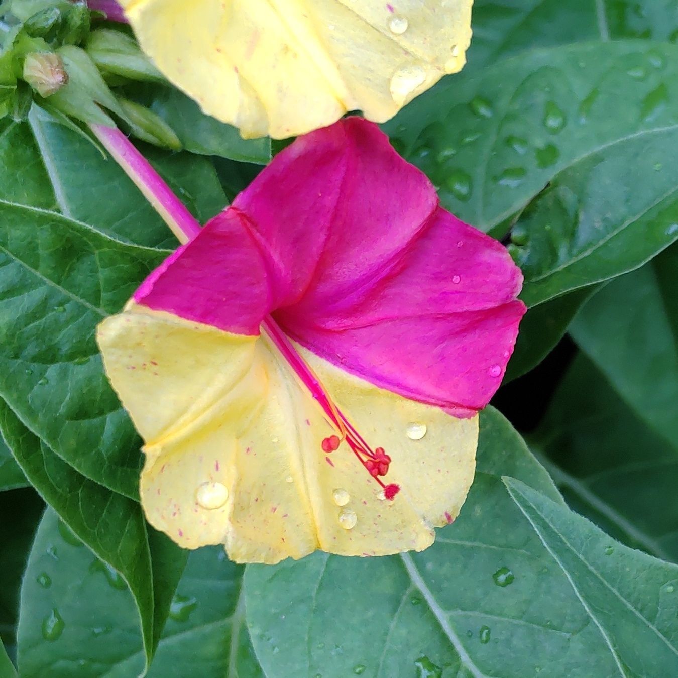 私は、この花姿が素敵だと思いましたよ！