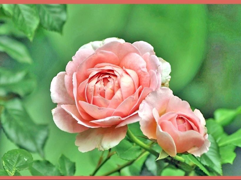 ブッシュ･ローズ「木立ち性の薔薇/Bush Rose 」