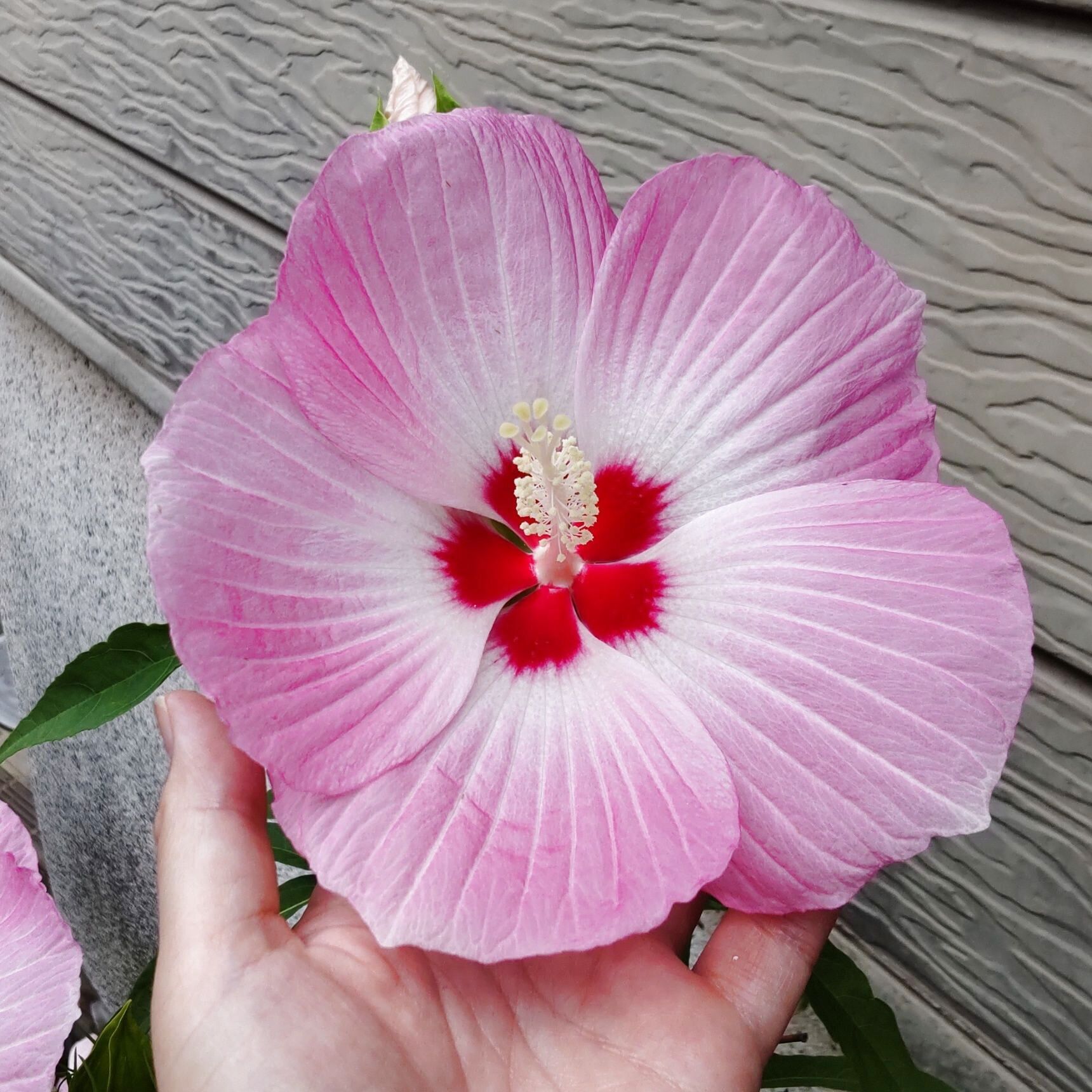 花の大きさも種類も色々あって、選ぶ楽しみもあります