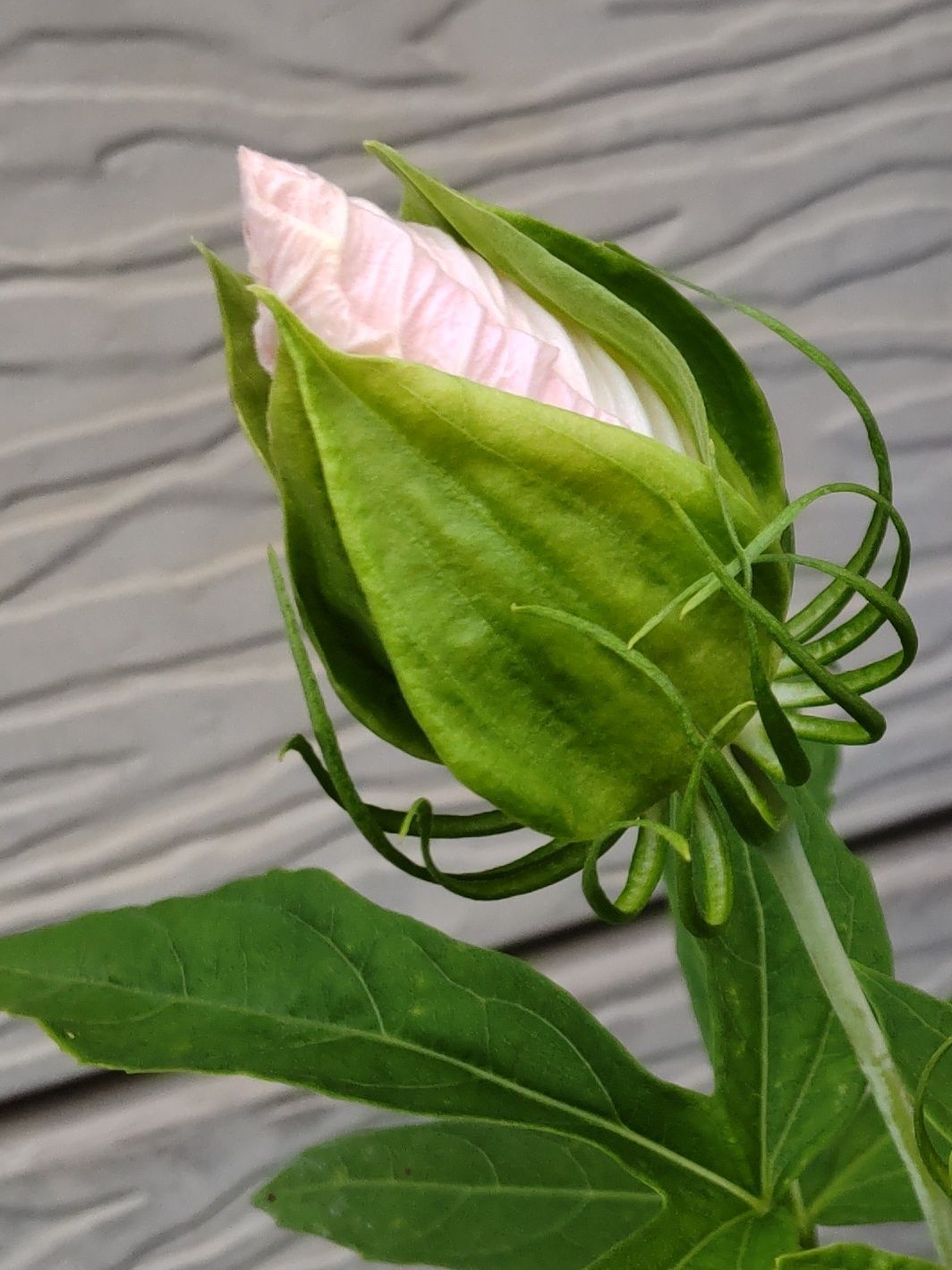 耐暑性もあり、強い植物！一日花ですが、毎日かわるがわる咲き続けます