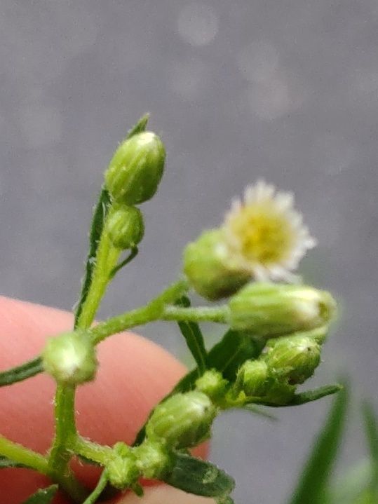 「ヒメムカシヨモギ」の花期は8〜10月。筒状花のまわりに白い舌状花が多数並ぶ。舌状部は小さいが、はっきり見える
