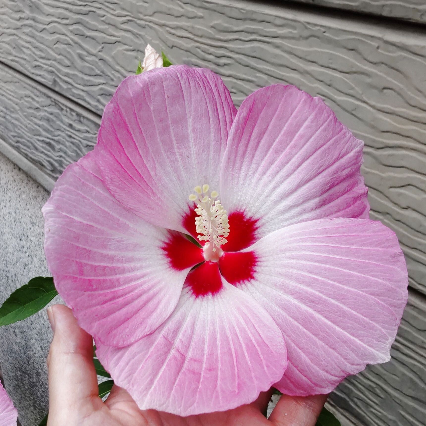 夏場の可愛い花！園芸初心者にもおすすめ♡種類も豊富！一度植えると毎年楽しめる「タイタンビカス」