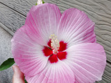 夏場の可愛い花！園芸初心者にもおすすめ♡種類も豊富！一度植えると毎年楽しめる「タイタンビカス」