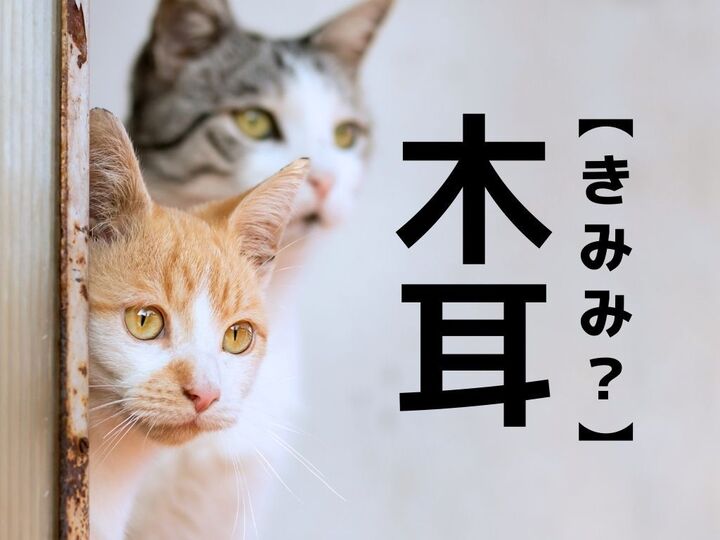 【木耳】なんて読む?もちろん「きみみ」ではありませんよ!【読めそうで読めない漢字クイズ】