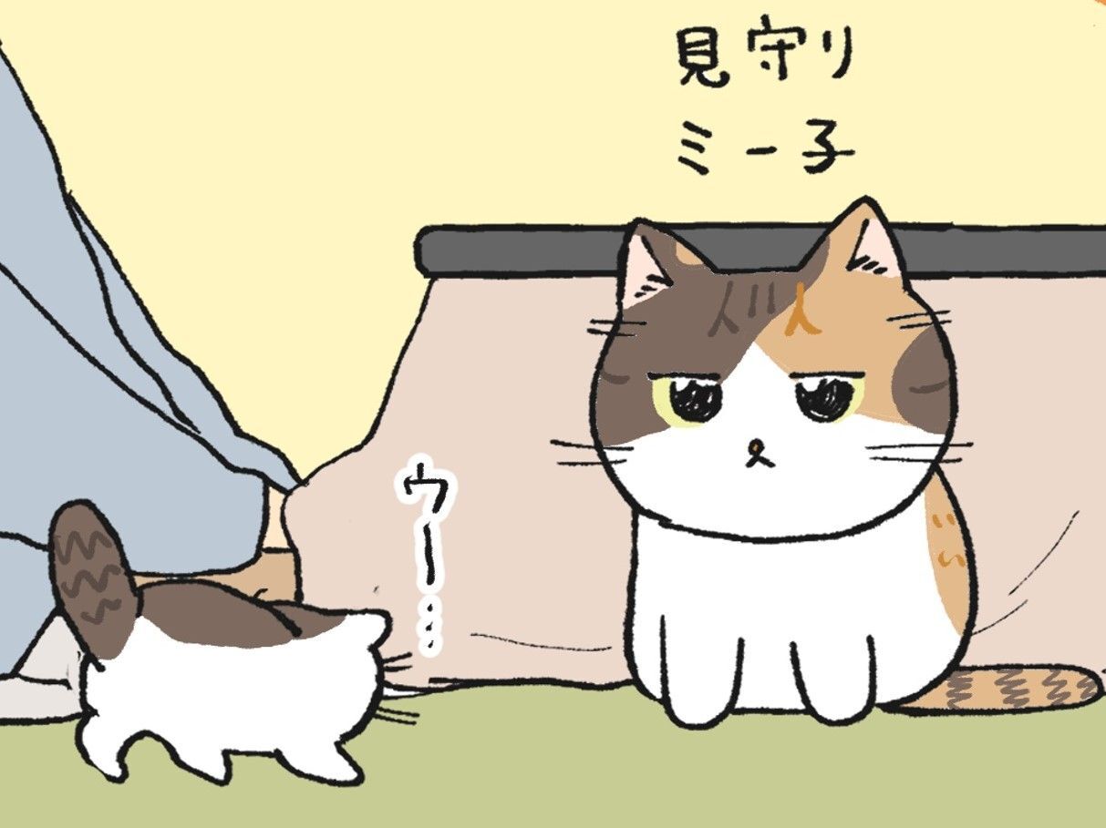 2匹が初めてうちに来た日【てらねこミー子の日常】