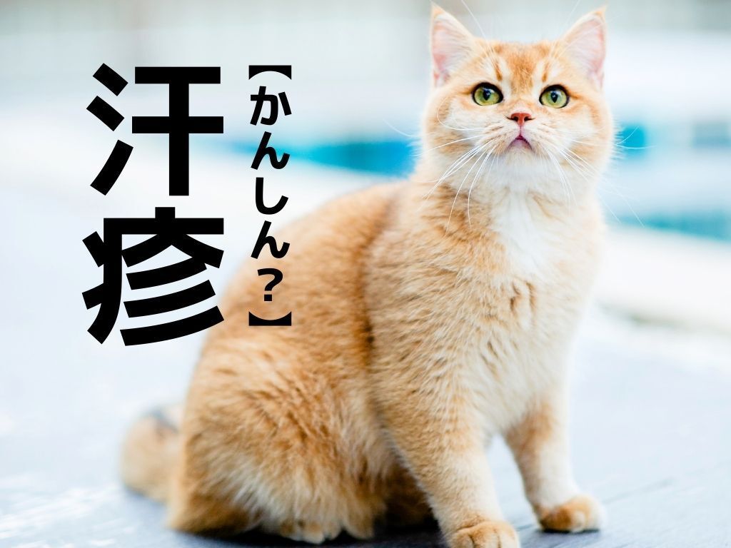 【汗疹】なんて読む？「かんしん」ではなくもうひとつの読み方です【読めそうで読めない漢字クイズ】