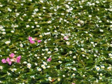 清らかな水の中で咲く梅花藻（ばいかも）を求めて中山道・醒ケ井（さめがい）へ