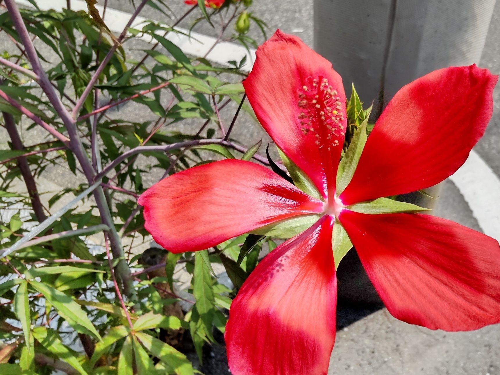 【8月の雑草化した植物】狂い咲きのように咲きまくる♡驚きの成長をとげている、赤い花～！