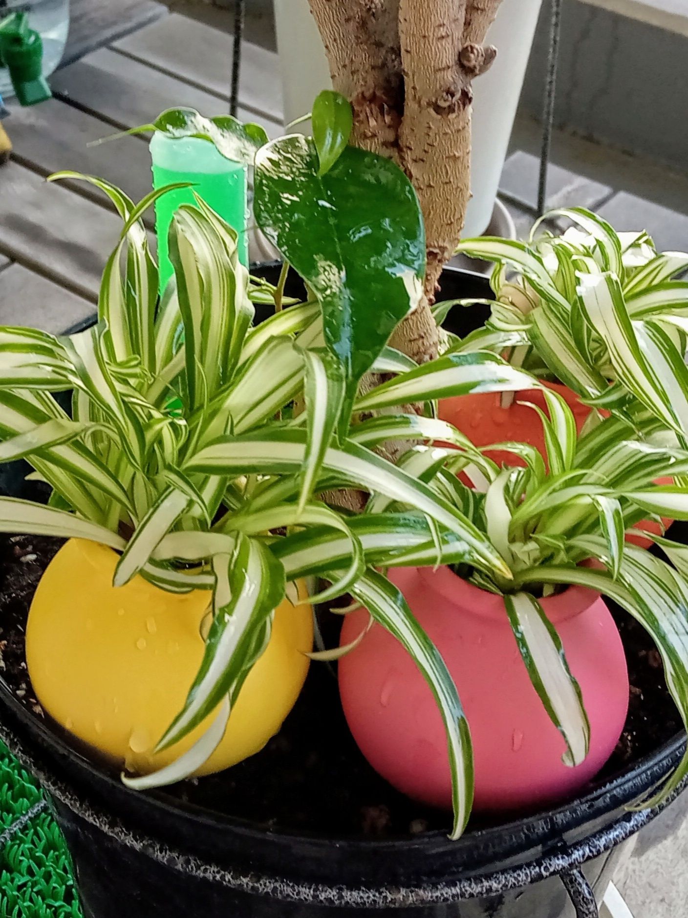 こんな感じでカットした葉を