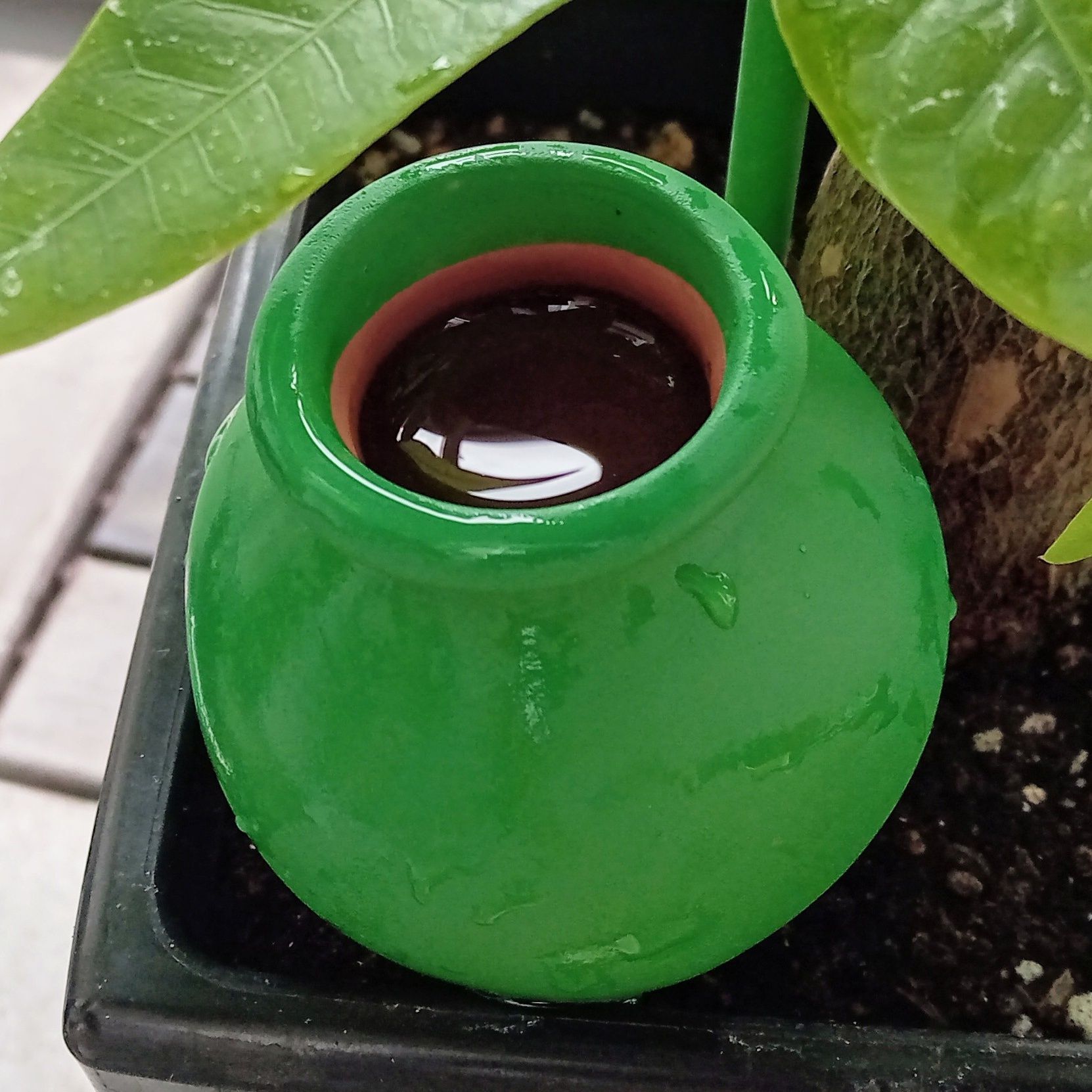 この様にお水を入れて水やりしますが