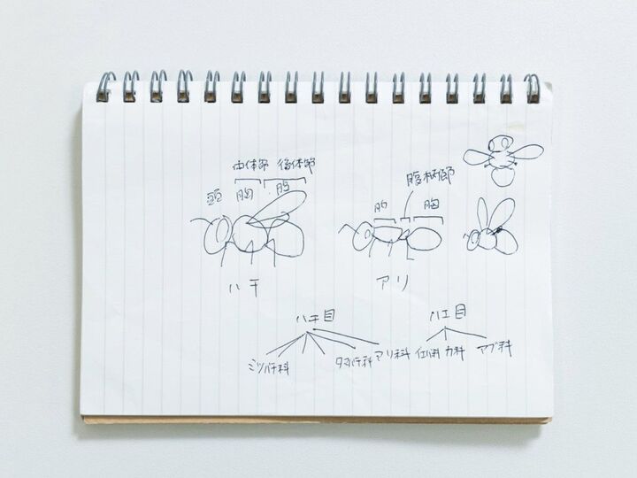 羽のある・ナシではありません→【アリとハチの違い】正しく言えたらスゴイ!|昆虫学者・井手竜也先生②