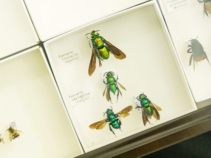 「虫離れ」は中学生頃にやってくる。大人の虫嫌いに関するおもしろい研究報告|昆虫学者・井手竜也先生③