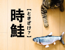 【時鮭】は『トキザケ』と読まない！？答えを知ると→「なんて風流なんだ」「由来に納得だわ」〈漢字クイズ〉　