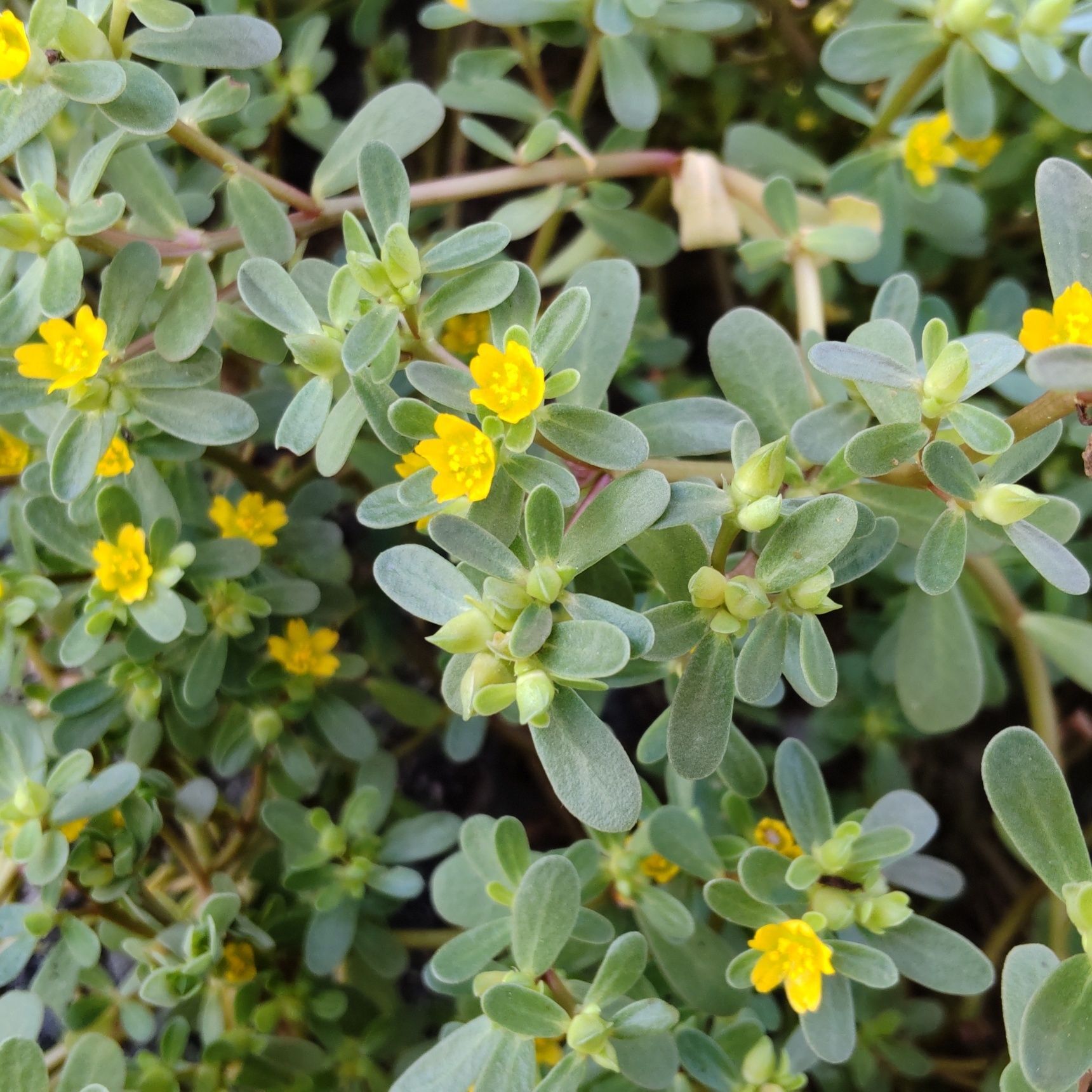 属名となっているスベリヒユは花は黄色で、葉は扁平。こちらも小さなお花を開花させます。