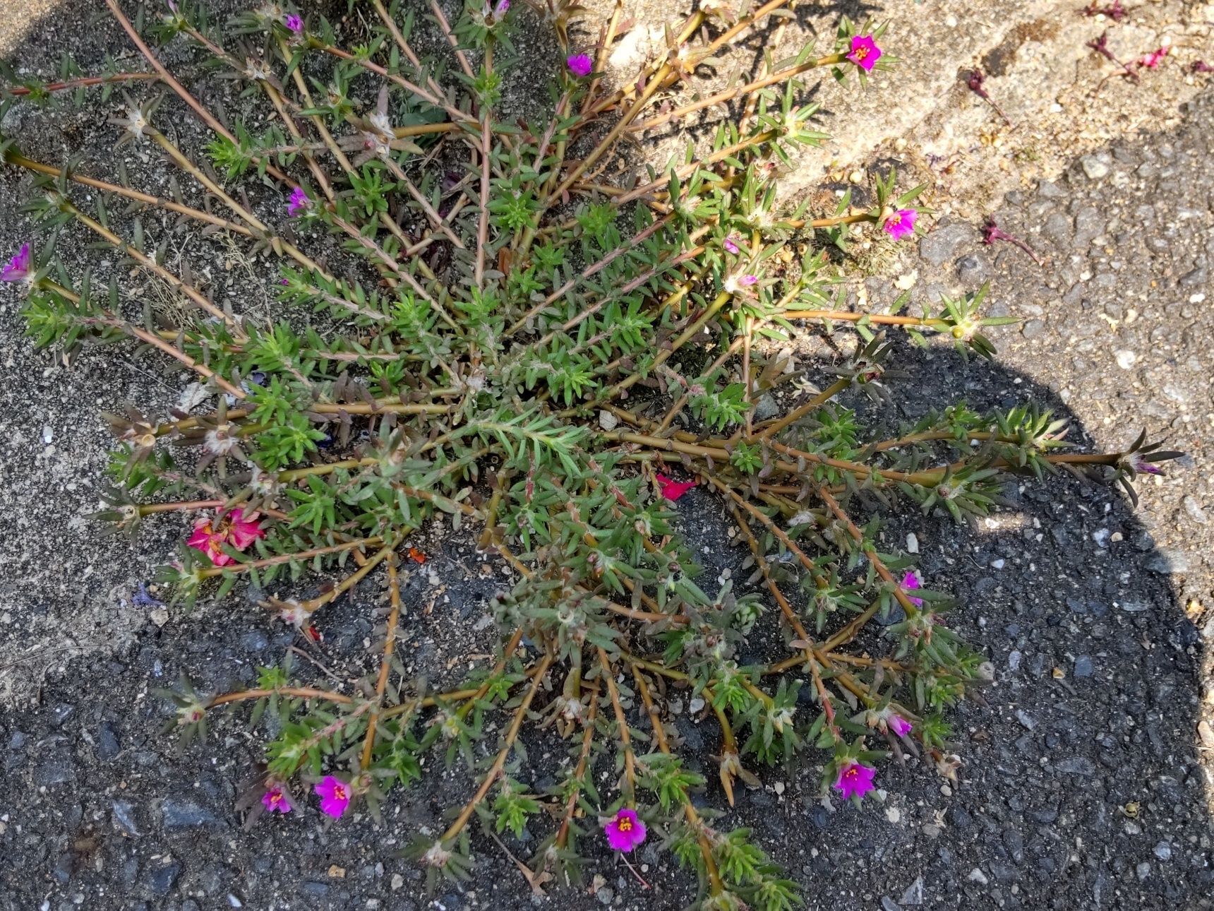 こちらは、コンクリートに開花する『ヒメマツバボタン(姫松葉牡丹）』です。