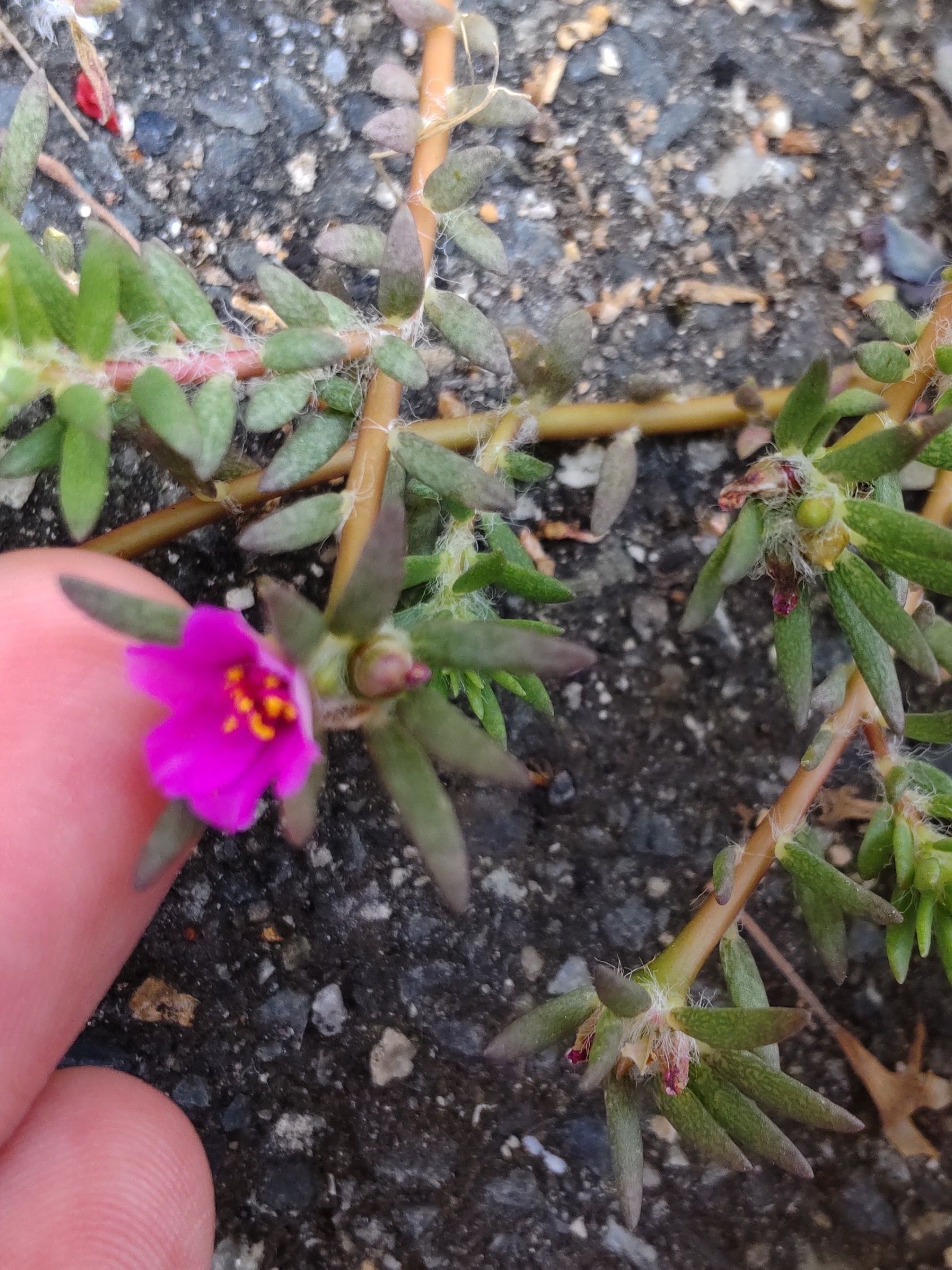 枝先に濃いピンク色の5弁花を一輪つけます。花径は1cm前後