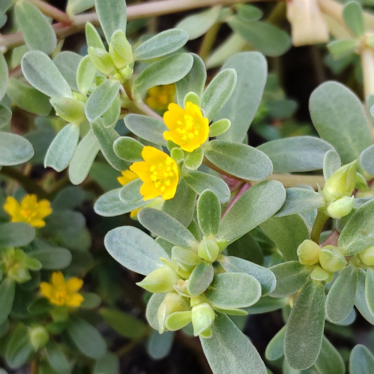 食べられる植物ですが、注意点もあり！