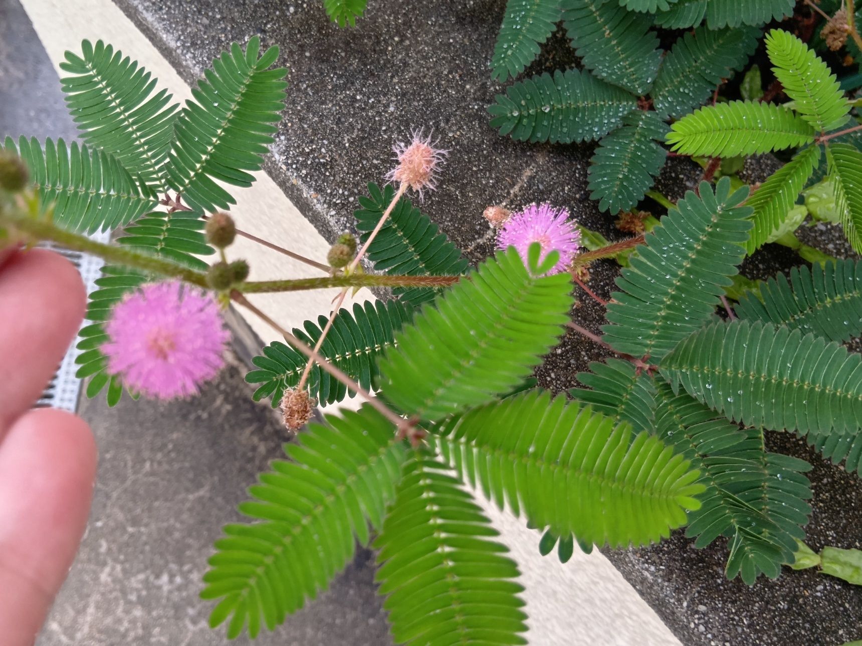 すごく可愛いオジギソウの花！