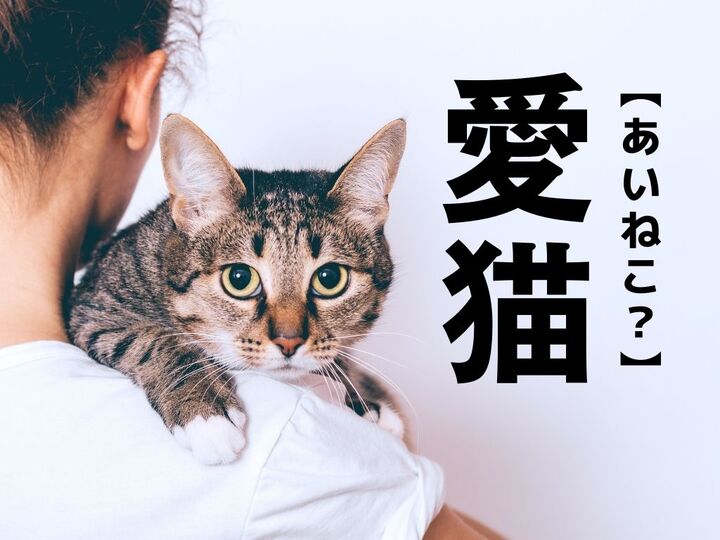 【愛猫】なんて読む?「あいねこ」ではありませんよ!【間違えがち漢字クイズ】
