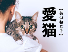 【愛猫】をうっかり「あいねこ」と読んじゃってない？正しい読み方知ってる？【漢字クイズ】