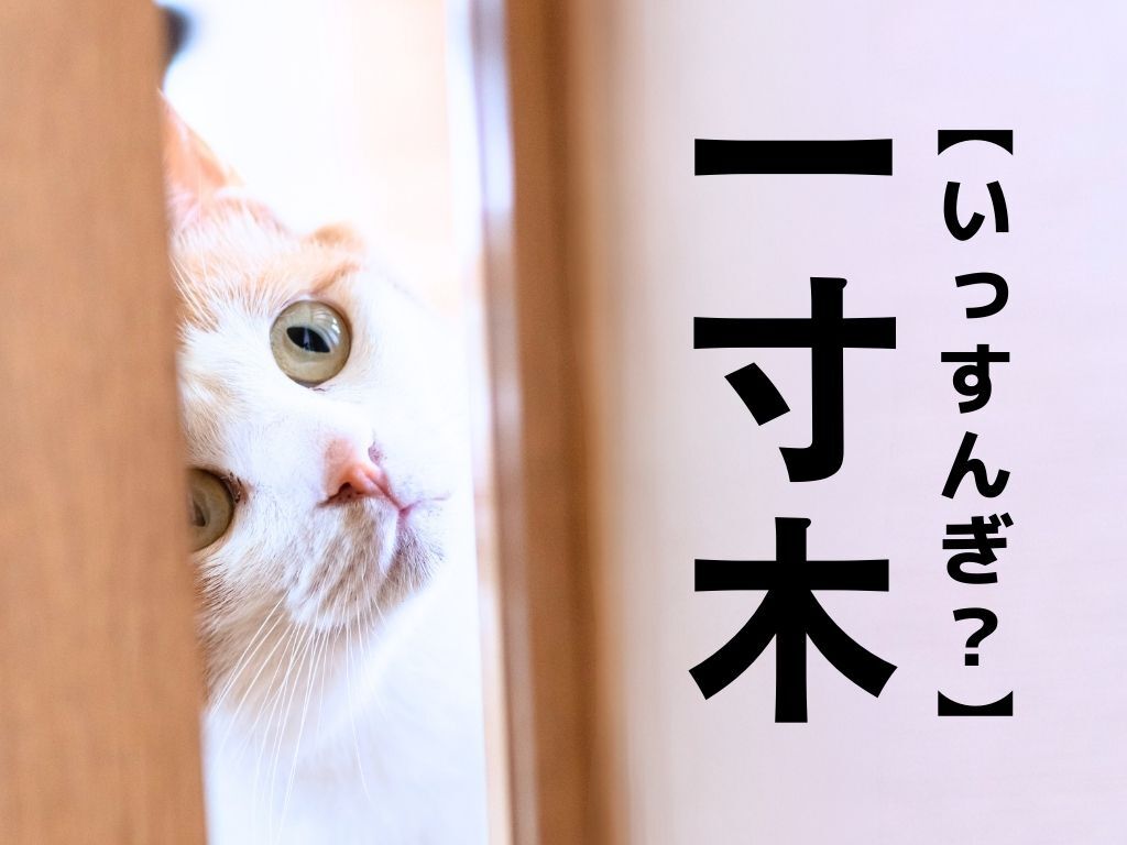 【一寸木】＝「いっすんぎ」ではありません！関東の一定地域に実在する名字です。何と読む？【漢字クイズ】