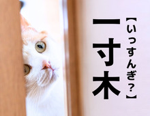 【一寸木】＝「いっすんぎ」ではありません！関東の一定地域に実在する名字です。何と読む？【漢字クイズ】