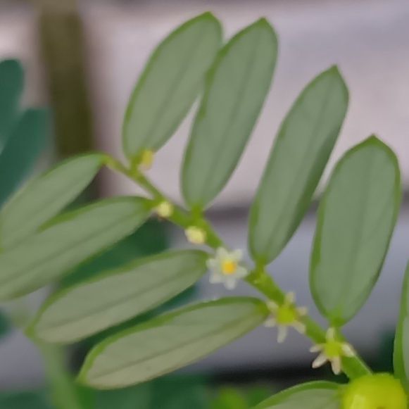 コミカンソウの花言葉は「秘めた意思」