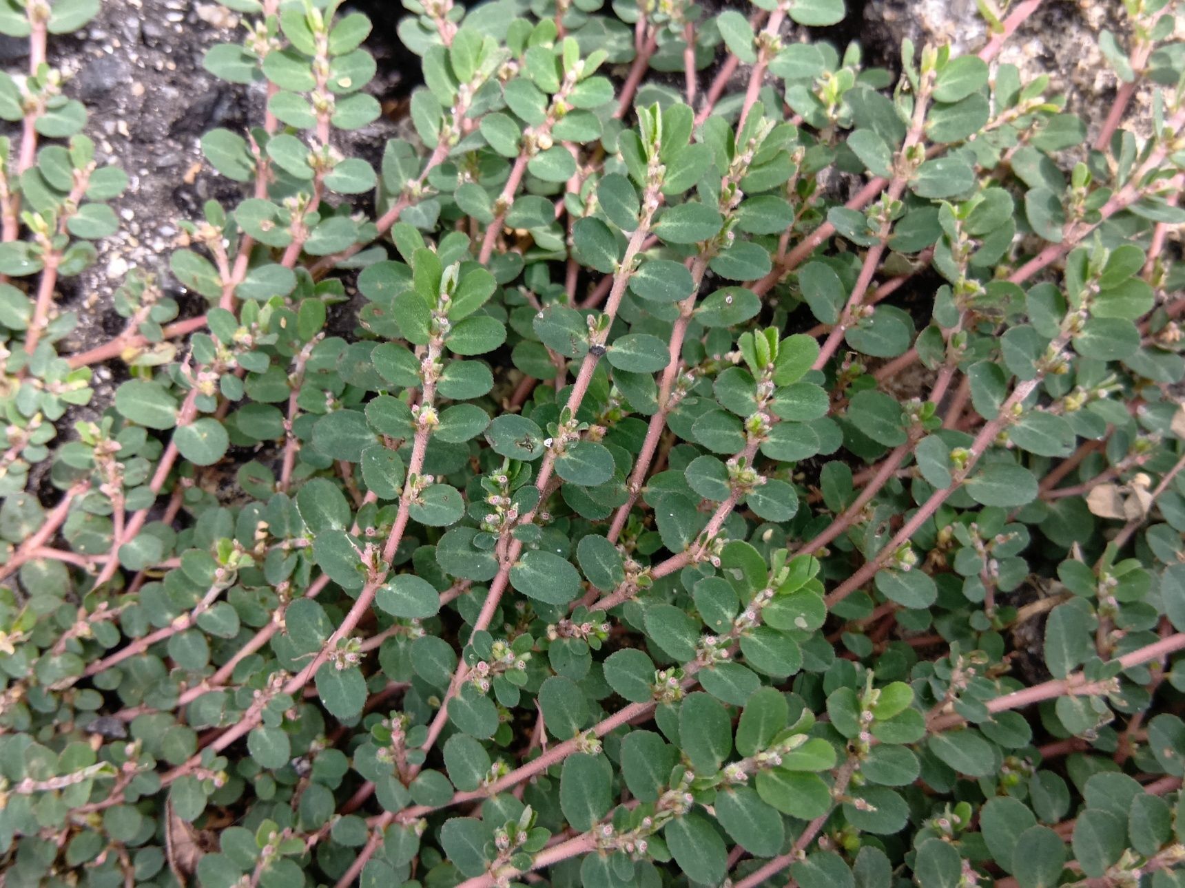 こちらは9月に撮影した毒のある雑草です