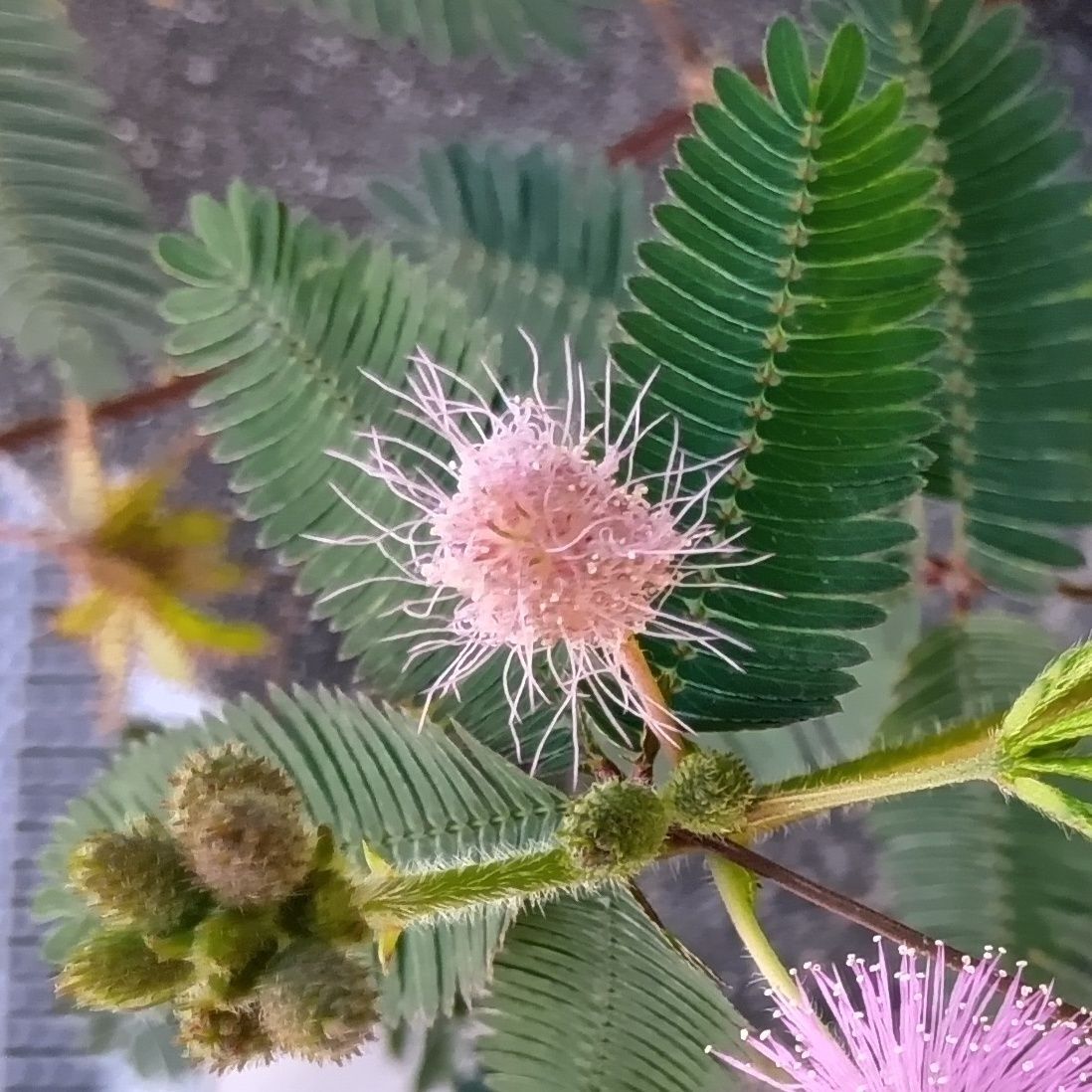 こんなふうにお花は開花後、しなびてゆきます