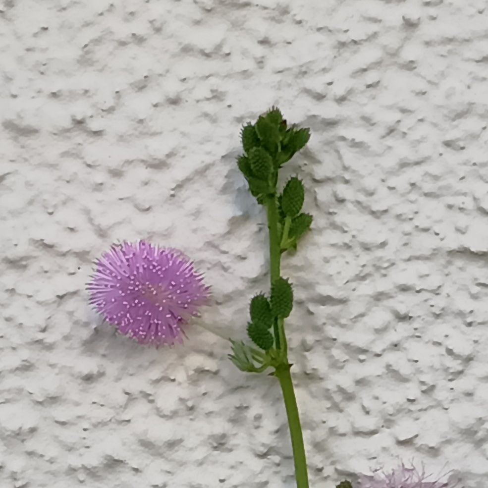 お子様注意！おいしそうな種でも食べちゃダメ！「オジギソウ」の花は可愛いけど「種」がめちゃ面白い！