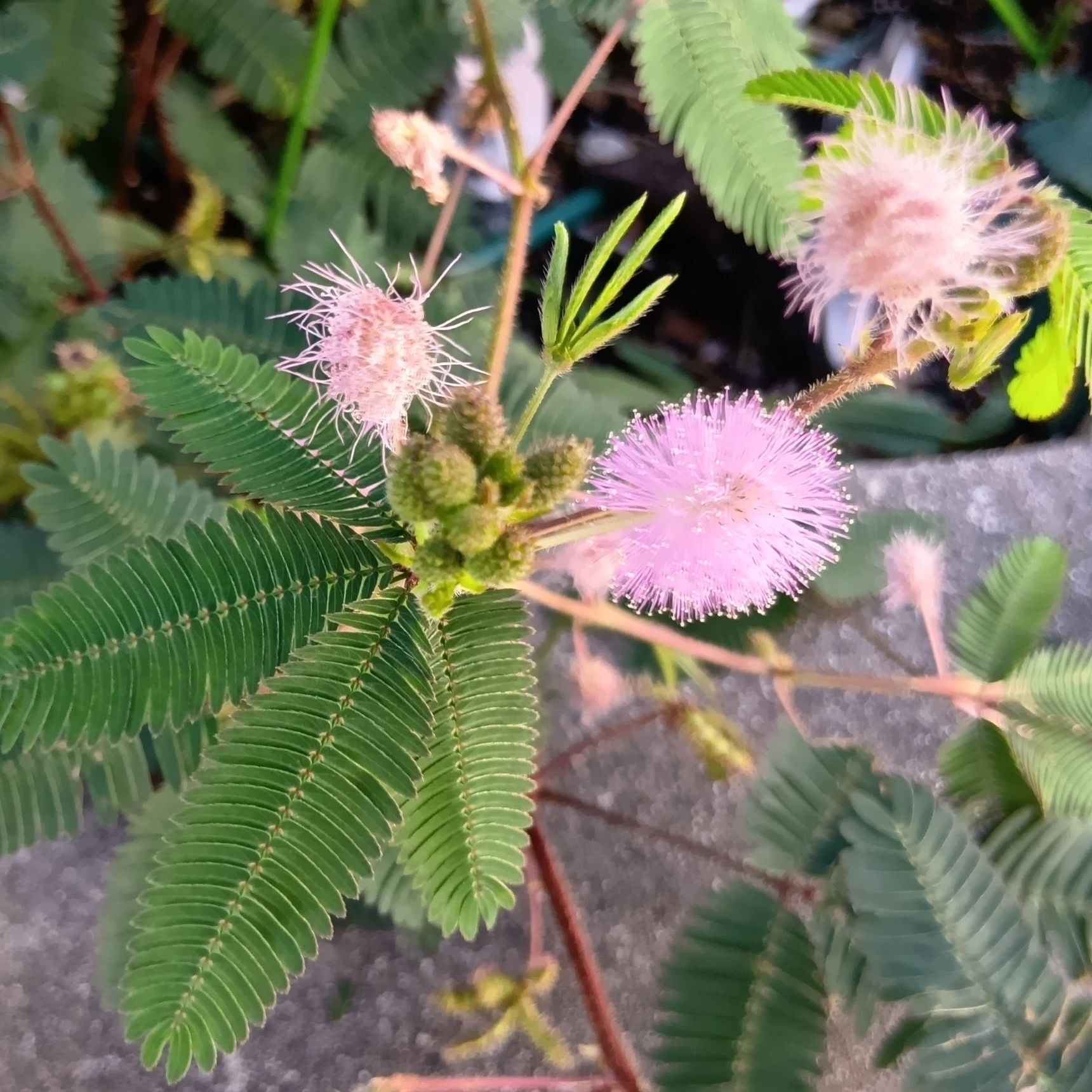 この植物は「オジギソウ」です。別名「眠り草」「ミモザ」