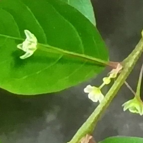 雌花と雄花が両方開花しています。