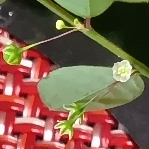 雄花（右の白い花）がうまく撮影できています。コミカンソウもその仲間も、花言葉は「秘めた意思」。