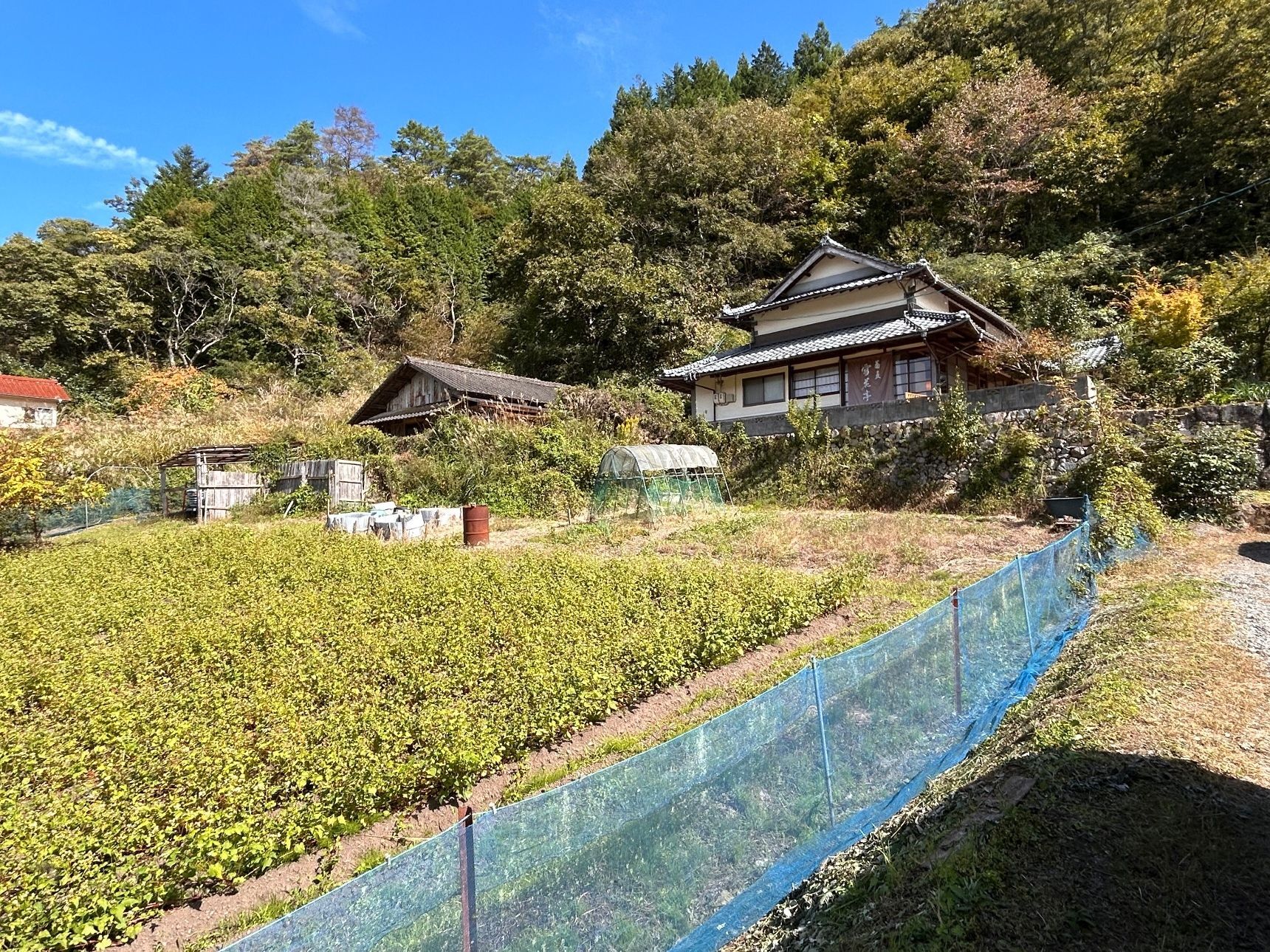 蕎麦畑が広がる奥に、古民家蕎麦屋さん