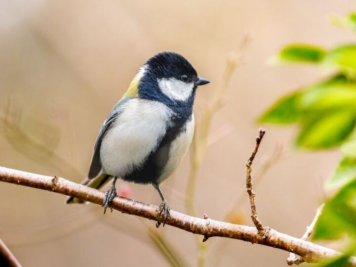 鳥の言葉を解明したスゴイ研究。鳥たちは一体どんな会話をしているの?|動物言語学者・鈴木俊貴さん
