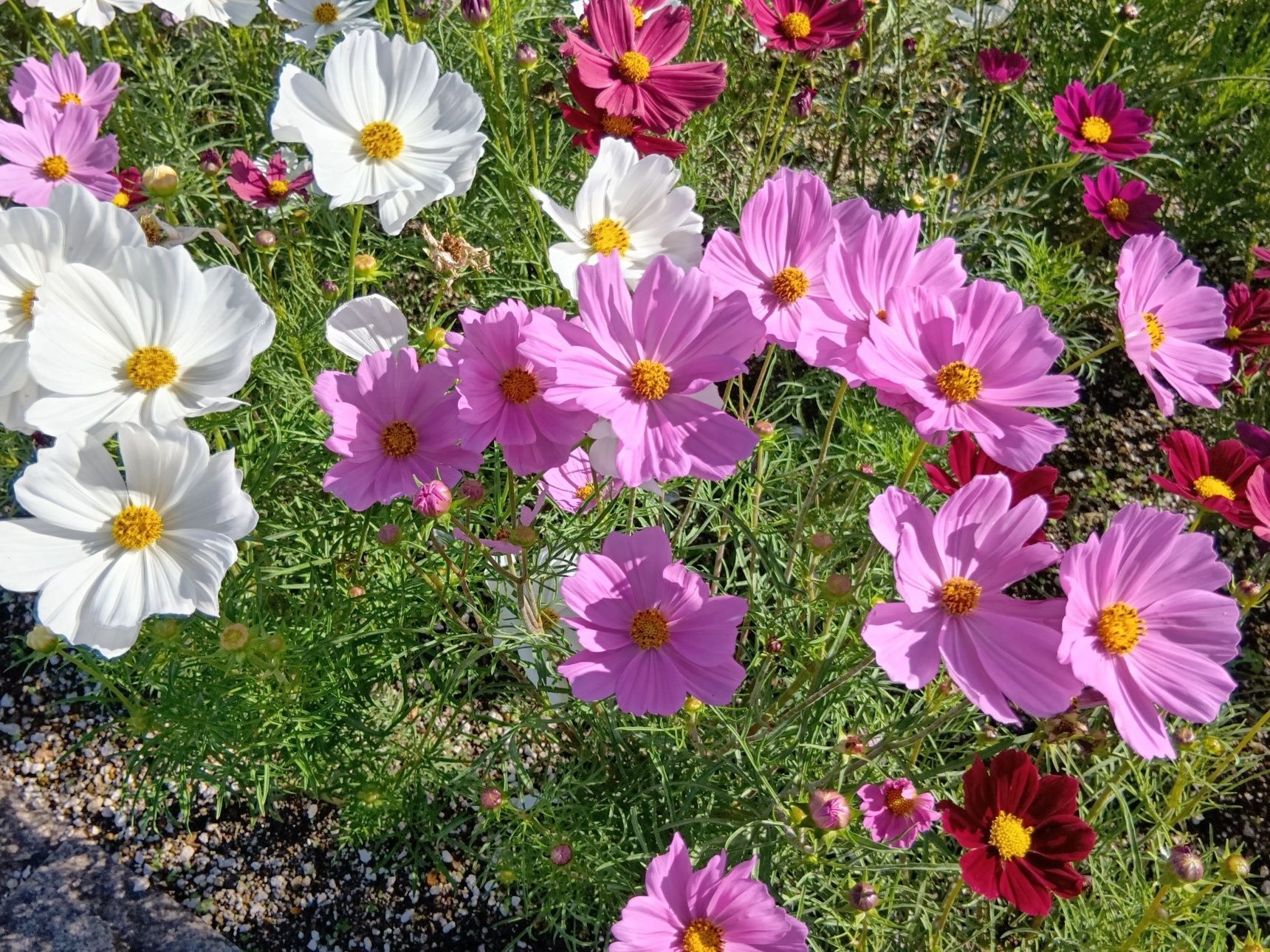 今年初めてコスモスの花を楽しむことができましたよ。