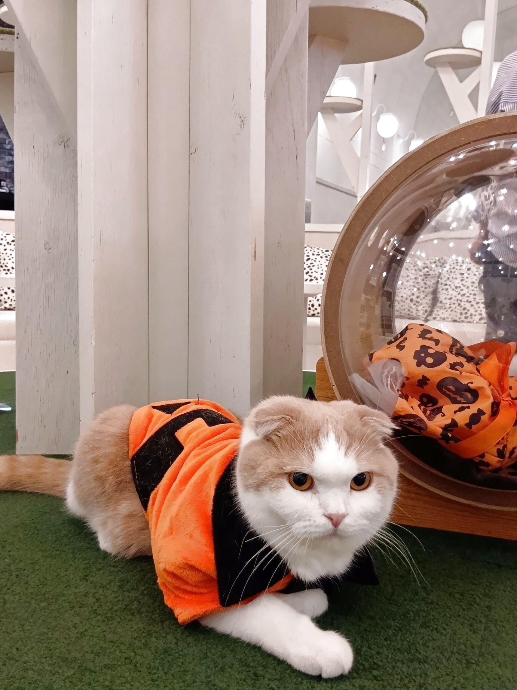 猫とハロウィンを満喫！子供も喜ぶ！神戸の素敵な一日プランに猫カフェをプラスしてみては？