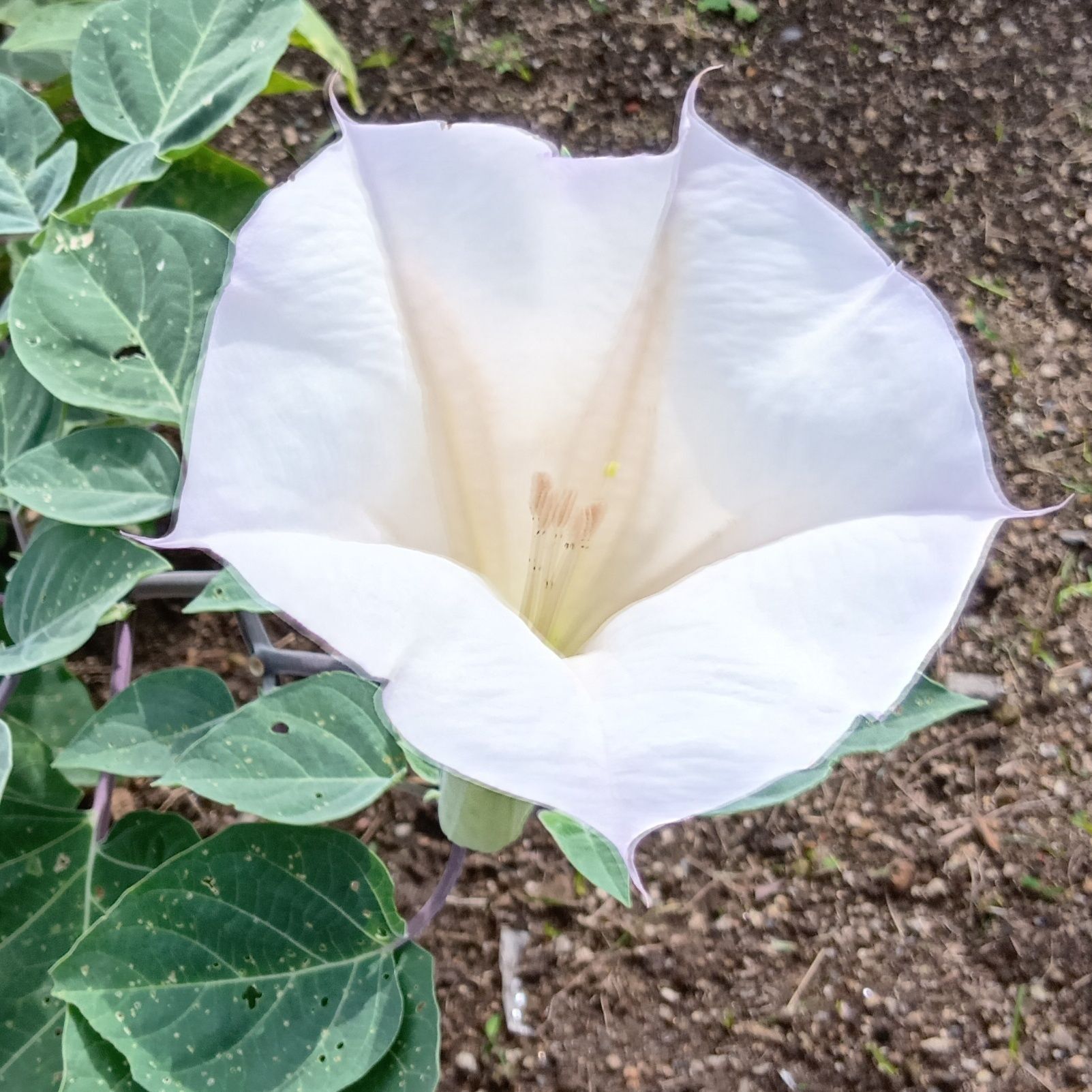 チョウセンアサガオの花言葉は「夢の中」「陶酔」「あなたを酔わせる」という3つの花言葉のほか「死へのトランペット」といわれることもあり。