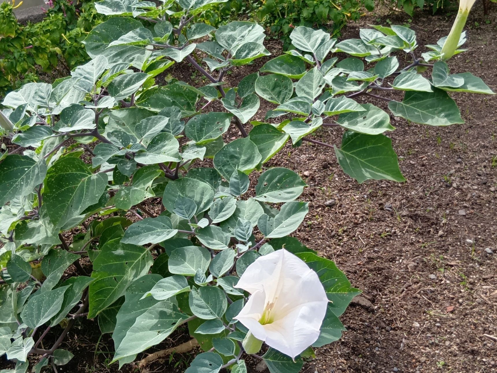 この植物は「チョウセンアサガオ（朝鮮朝顔）」です。別名「ダチュラ」「キチガイナスビ（気違い茄子）」他。